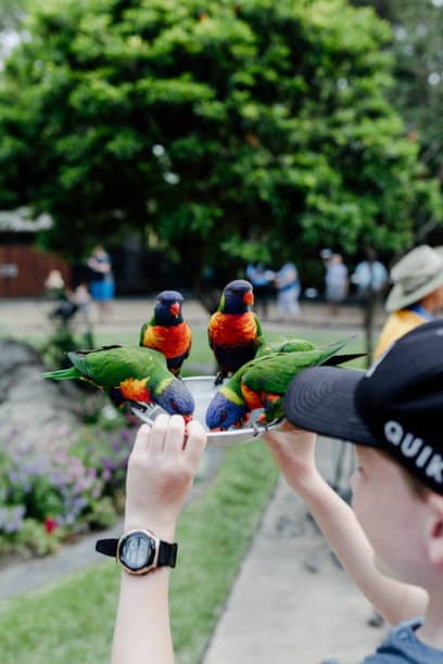 Bird Watching in Australia